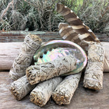 Smudge Kit: White Sage (4-tommer) + Abalone Shell