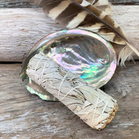 Smudge Kit: White Sage (4-tommer) + Abalone Shell