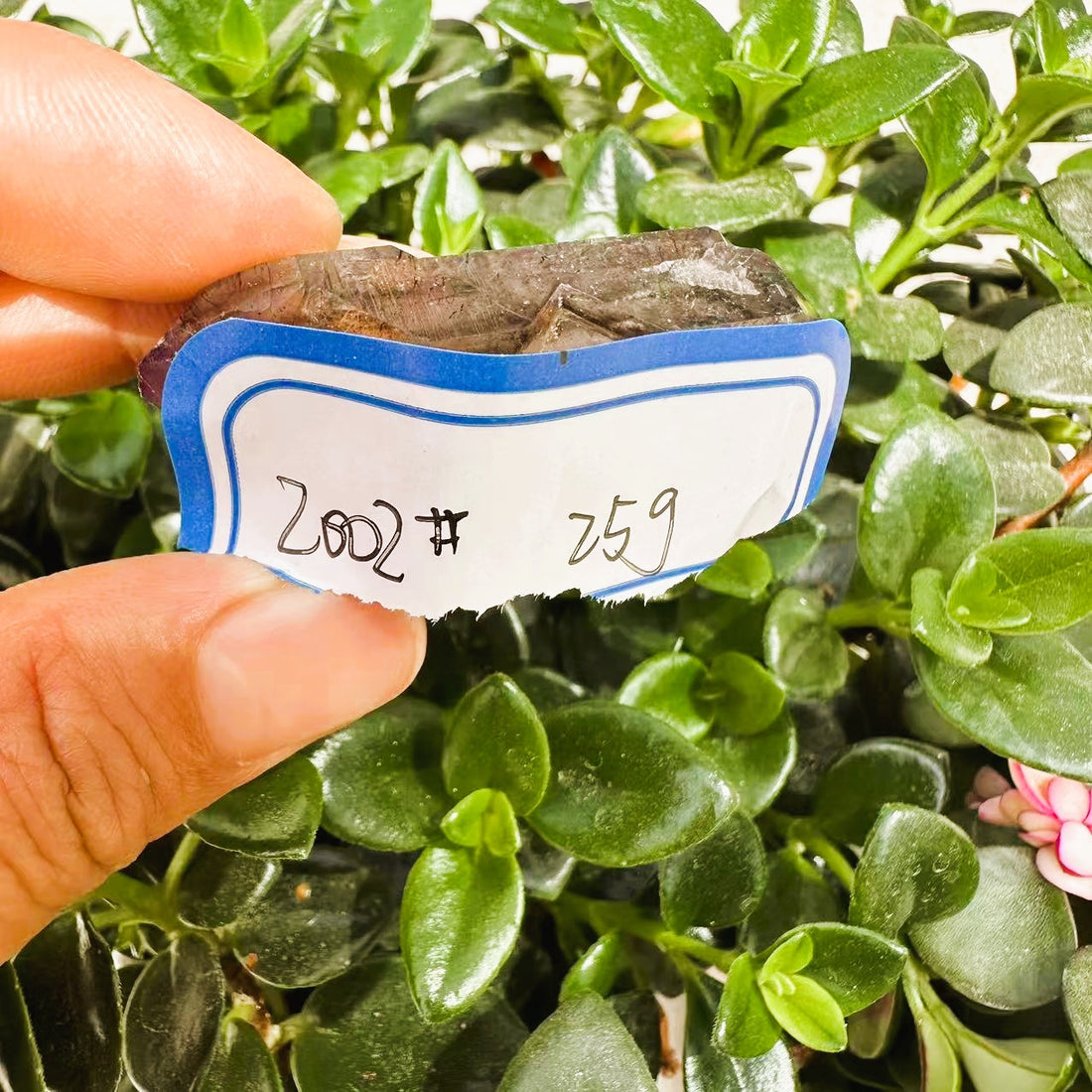 The Super 7 crystal held in front of green leaves with its handwritten tag reading 2002# 25g