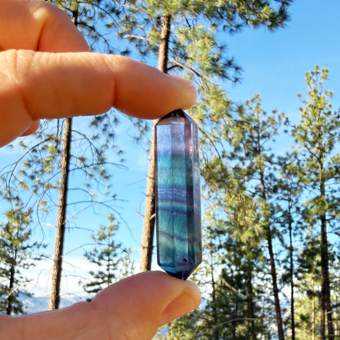 Rainbow fluorite double point held between finger and thumb against pine trees and blue sky, its purple, teal and green bands lit by the sun