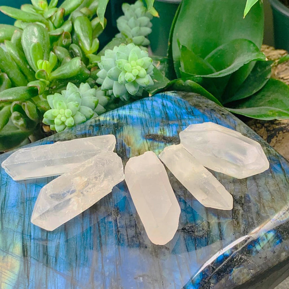 Five small raw clear quartz shards with pointed tips resting on a polished labradorite slab beside succulents