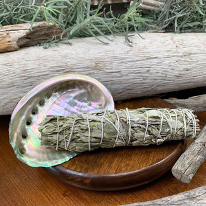 Smudge Kit: White Sage (6-tommer) + Abalone Shell