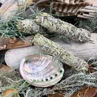 Smudge Kit: White Sage (6-tommer) + Abalone Shell