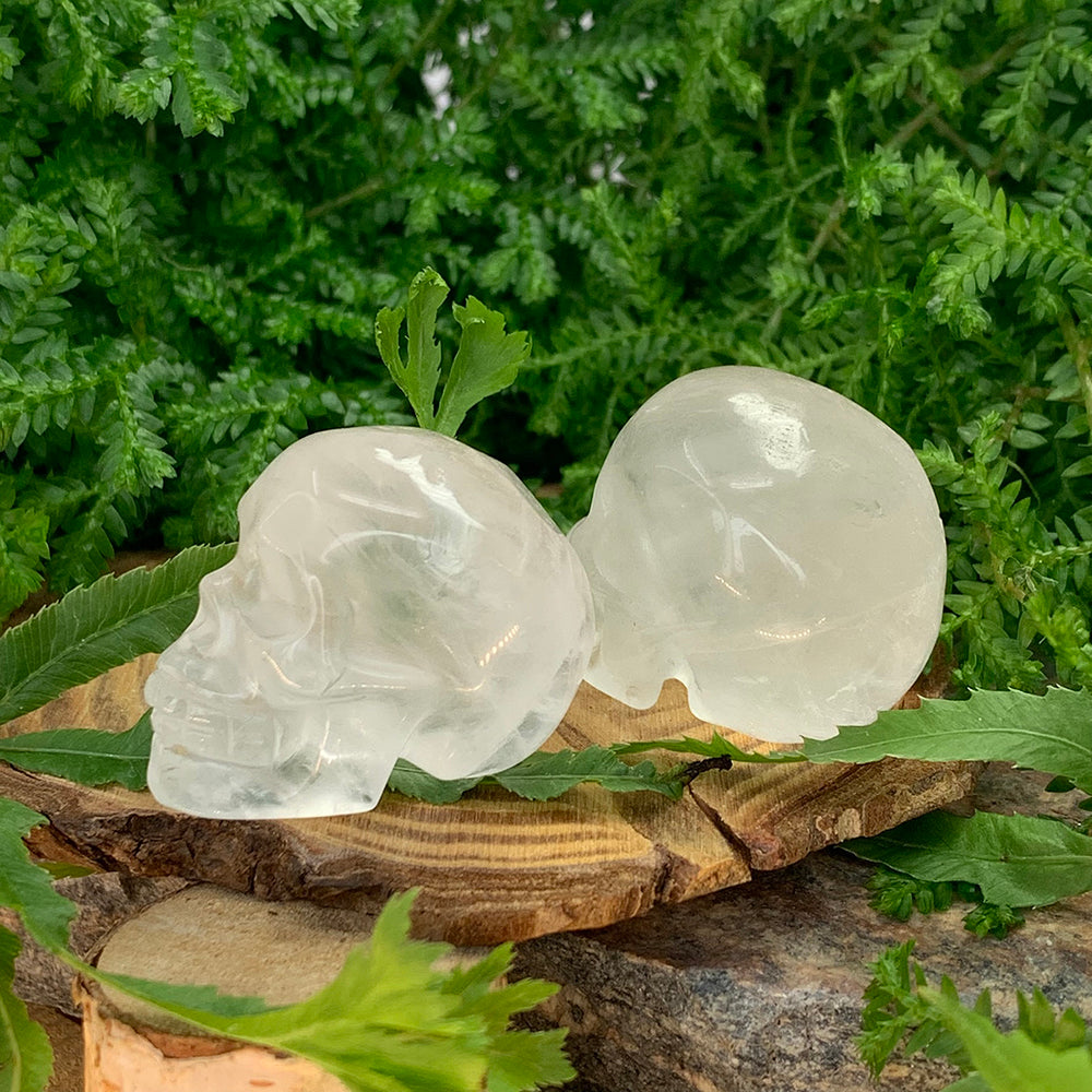 Two clear quartz skulls side by side on a wood slice among ferns, one clearer and one more milky